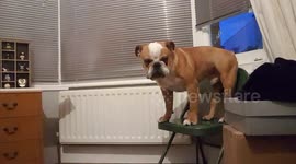 'Crybaby' bulldog won't jump off chair