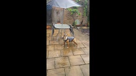 Raindrops keep fallin on my head.....so I'm gonna eat them!