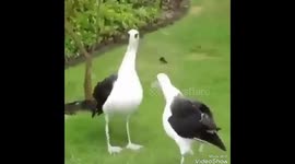 Dancing with the Berbers