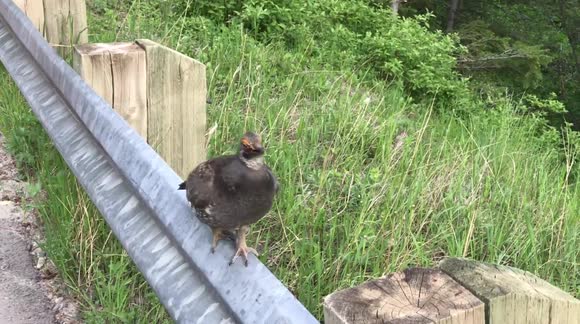 Aggressive Hormonal Grouse - Pt1