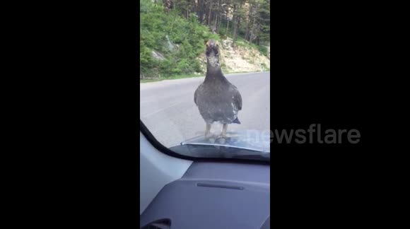 Aggressive Hormonal Grouse - Pt2