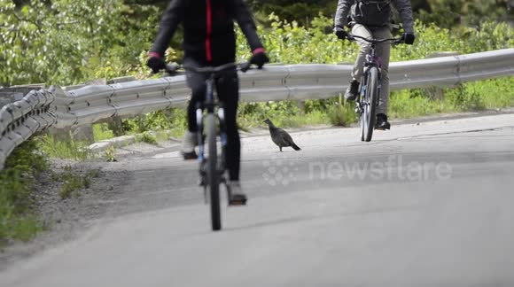 Aggressive hormonal grouse chases cyclists and cars (Pt3)