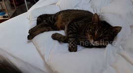 cat enjoys snoozing in the summer heat