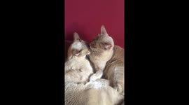 Mutual face washing cats