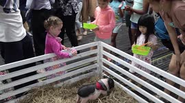 Children feeding pot bellied piglets