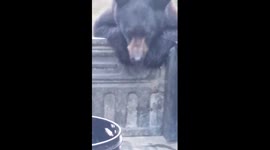 Man chases bear which stole his backpack