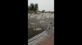 Fish jump onto pier as if trying to kill themselves