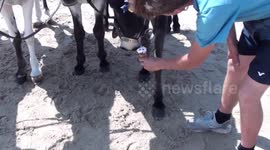 footage of donkey owners treating blackpool donkeys on the beach to ice cream