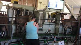 Milking goats carousel 
