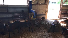 Goats scratching their backs