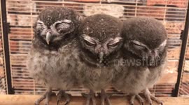 Three sleepy owl chicks babies
