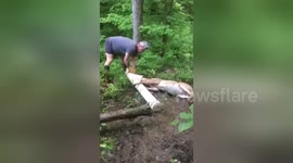 Newsflare Edit - Sauvetage d'un chevreuil en bobette