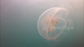 Heat wave brings moon jellyfish to Cornish coasts