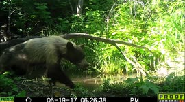 Bear finds dinner at a pond 19June2017