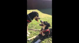 Funny dog reaction to a new sound