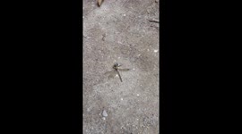 Wasp and dragonfly fight to the death