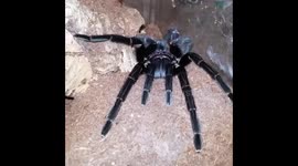 Hungry, Hungry Hippo