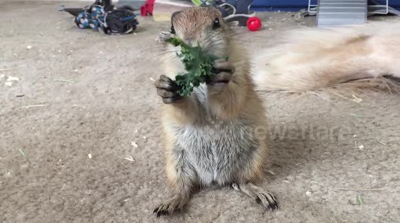 Cutest thing - Prairie dog eating lettuce