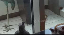 Four Ducklings Born on a Balcony