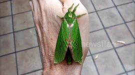Giant Moths Western Australia