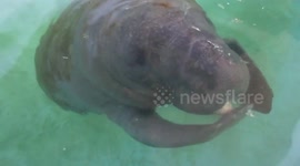 Adorable baby manatee doesn't know how to eat a banana
