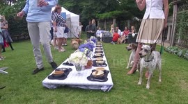 Dogs Have Fun With A Posh Dinner Table At the Belgravia Dog show