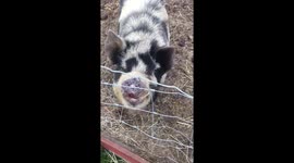 Conversations with pets