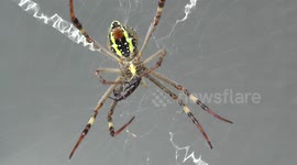 Southern Cross Spider - Everton Park - Brisbane.