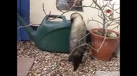 Ferrets escaping the heat