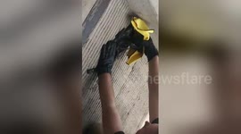 Newsflare Edit - Rescued a bird today...