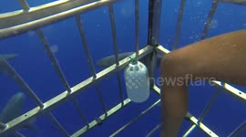 Shark Cage Compilation