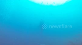 Whale Shark Compilation Three Clips