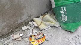 Long Tailed Grass Lizard Half Green Half Orange