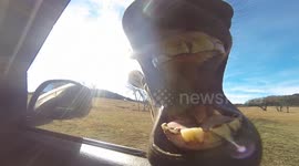 Curious zebra tries to eat camera at drive through zoo