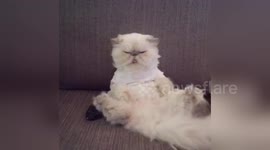 Newsflare Edit - Thug Cat