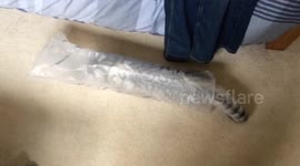 Cat dives into long bag, reverses out