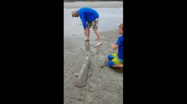 Lifeguard saves shark left on beach by fisherman for too long