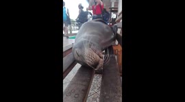 Sea lion takes a nap on harbour bench
