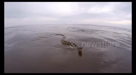 Large aquatic snake chases boat