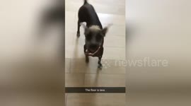 Newsflare Edit - Playing the floor is lava with my dog