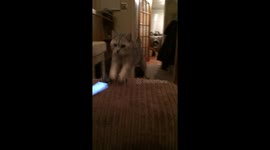 Cat goes crazy for Ben & Jerry's ice cream