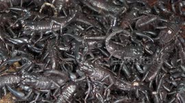 Dozens of baby scorpions crawling all over each other