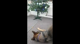 dog playing with a satsuma