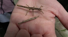 Tiny stick insects on a girl's hand