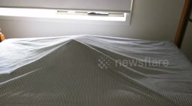 Funny Cat Gets Stuck In Bedsheet