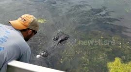 Daredevil swamp tour guide kisses alligator