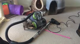 Bengal kitten gets scared by vacuum cleaner