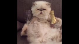 Cat on a Friday night