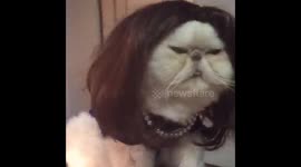 Monica Lewinsky Cat