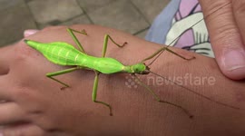 Leaf insect crawling along girl's hands